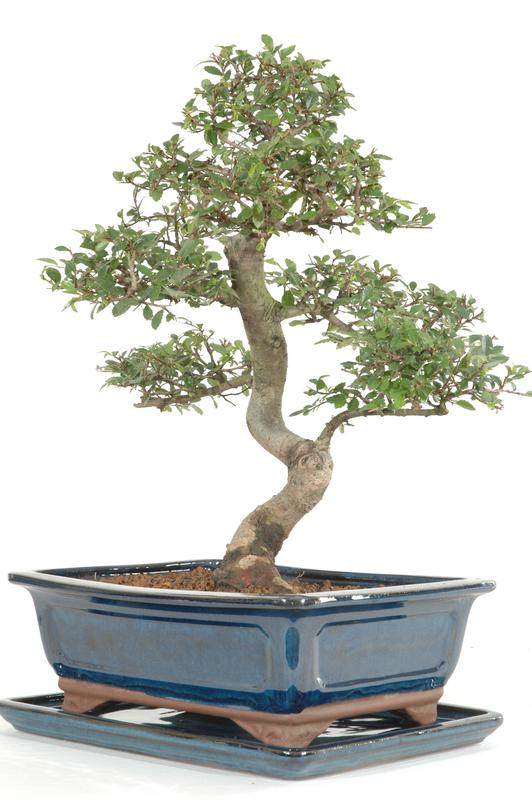 Wire Caddies and Farming in The Valley of Heart's Delight — Midori Bonsai