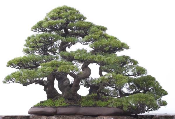 Wire Caddies and Farming in The Valley of Heart's Delight — Midori Bonsai